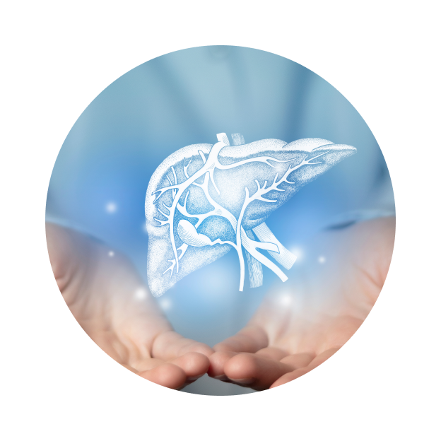 УЗИ печени УЗИ печени