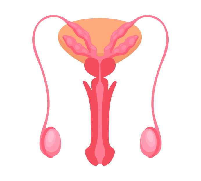 УЗИ полового члена УЗИ полового члена