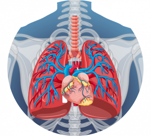 УЗИ органов грудной клетки